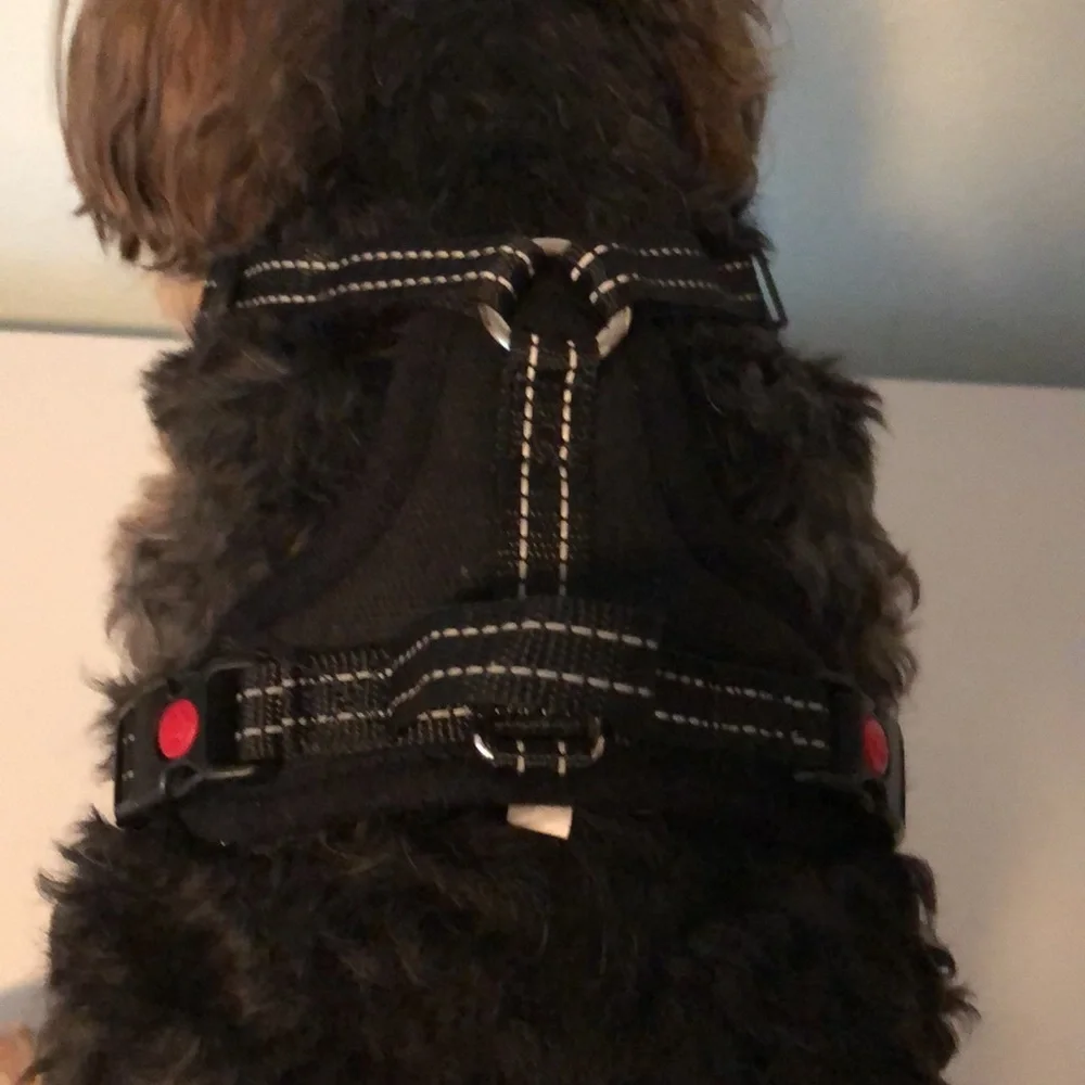 BOGO Dog Harness Black